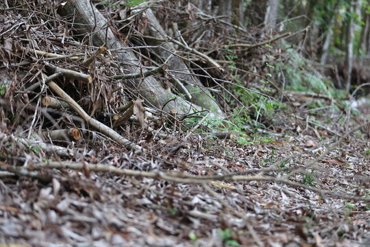 Paku pakis ialah tumbuhan vaskular tidak berbiji yang tergolong bersama pakis yang lain dalam alam tumbuhan yang digelar Pteridophyta