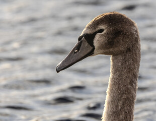 close up of a mute swan cygnet