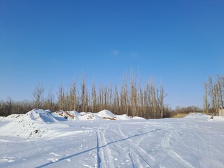 winter forest in the snow