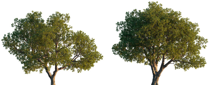 Quercus ilex wide big trees isolated png on a transparent background premium cutout (the holm oak, evergreen oak, Encina )