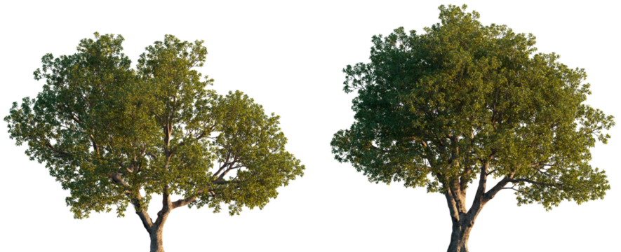 Quercus ilex wide big trees isolated png on a transparent background premium cutout (the holm oak, evergreen oak, Encina )