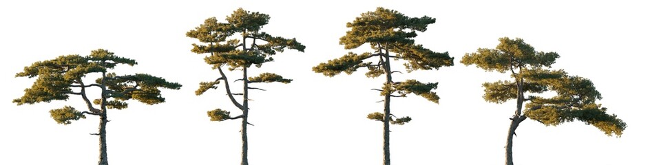 Pinus taiwanensis pine tree isolated png on a transparent background evening light premium cutout...