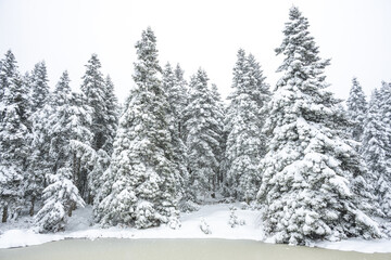 Forest in snow and frozen lake