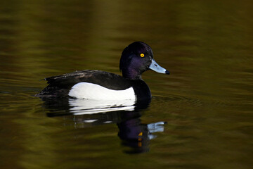Reiherente - Männchen // Tufted duck - male (Aythya fuligula) 