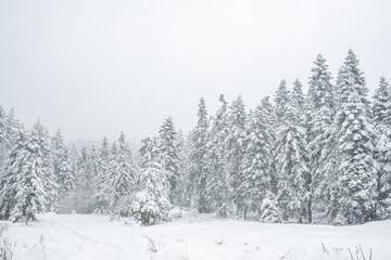 Chilly winter day in the forest