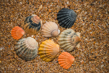 Black Sea scallop, shells on the sand, close-up.