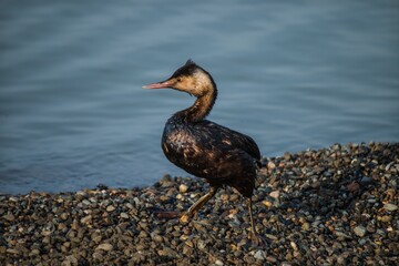 A Great Crested Grebe covered in fuel oil sits on the seashore. A bird affected by an environmental disaster. Black Sea, Russia.