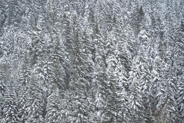Pine tree forest covered in snow