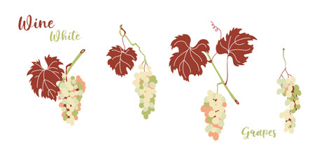 Grapevine leaves and white grape bunches in flat style design.