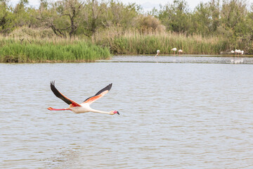Flying Greater Flamingo (Phoenicopterus roseus) in Ornithological park of Pont de Gau in Camargue regional national park in Saintes Maries de la Mer in France