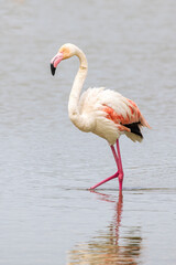 Greater Flamingo (Phoenicopterus roseus) in Ornithological park of Pont de Gau in Camargue regional national park in Saintes Maries de la Mer in France