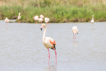 Greater Flamingo (Phoenicopterus roseus) in Ornithological park of Pont de Gau in Camargue regional national park in Saintes Maries de la Mer in France