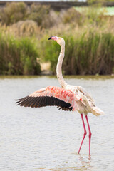 Greater Flamingo (Phoenicopterus roseus) in Ornithological park of Pont de Gau in Camargue regional national park in Saintes Maries de la Mer in France