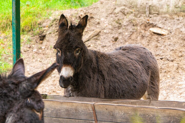 Fototapeta premium Donkey sanctuary in the village