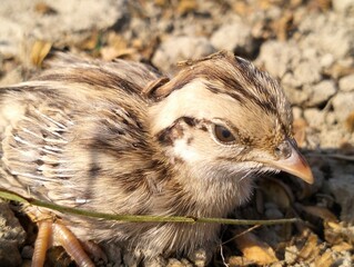 sparrow, House sparrow, baby bird, Indian sparrow , littel bird, field, top view, down view, upper side lower side , sparrow baby. sparrow on the ground , in filed , india , indian, setting on hand