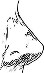 Nose Face part. Hand drawn vector isolated sketch 