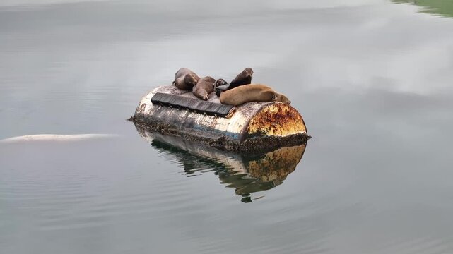Aerial view of sea lions resting on a buoy in tranquil water, Unalaska, United States.