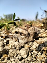 Obraz premium sparrow, House sparrow, baby bird, Indian sparrow , littel bird, field, top view, down view, upper side lower side , sparrow baby. sparrow on the ground , in filed , india , indian, setting on hand