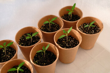 Young seedling tomato  in paper pots. Home greenhouse