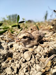 sparrow, House sparrow, baby bird, Indian sparrow , littel bird, field, top view, down view, upper side lower side , sparrow baby. sparrow on the ground , in filed , india , indian, setting on hand