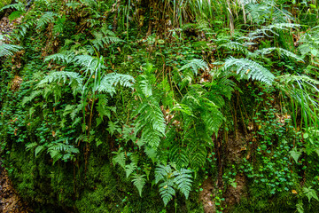 Vegetation von Farnen in  der Drachenschlucht, einer Klamm und geologischem Naturdenkmal sowie Naturschutzgebiet in der Marienschlucht bei Eisenach, Thüringen, Thüringen Wald, Deutschland.