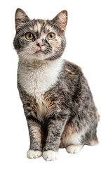 Obraz premium PNG Scottish Fold cat pet abyssinian adorable.