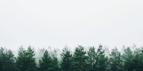 Fototapeta premium A tranquil forest landscape against a stark white backdrop, Minimalist trees and serene atmosphere, Forest minimalist style