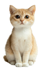 PNG Singapura cat background kitten white.