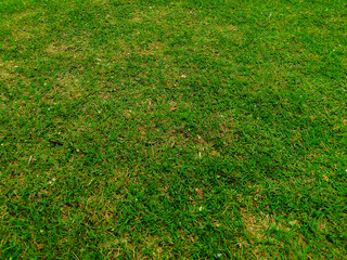 a close-up of a green grass field with a mix of fresh and slightly dry patches. The texture is...