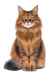 Obraz premium PNG Somali cat pet long-haired abyssinian.