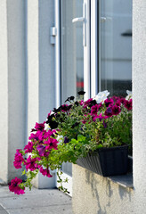 Flowering petunias on sill outside.