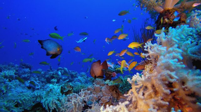 Tropical Seascape Colourful Fish. Underwater tropical colourful soft-hard corals seascape. Underwater fish reef marine. Tropical colourful underwater seascape.