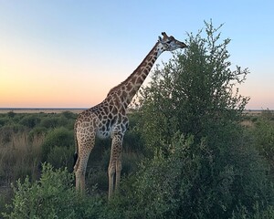 Fototapeta premium Giraffe eating leaves at sunset in African savanna; wildlife photo