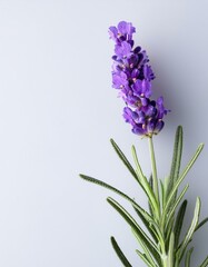 Obraz premium 落ち着いたグレーがかったホワイトの背景に、左上隅へひっそりと置かれた紫色のラベンダーが、5月の爽やかな風情をそっと語るシンプルなデザイン 