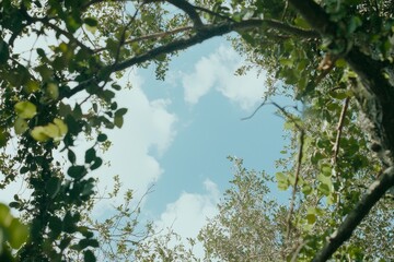 Fototapeta premium Heart symbol displayed on a green forest texture, featuring a tree branch in bright sunlight. Sunbeams illuminating the forest. Recognizing Earth’s ecosystems on Environment Day. Championing forest