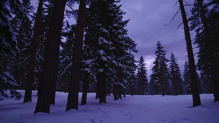 A snowy scene in a pine forest at twilight, with long purple shadows stretching across a blanket of pristine powder.