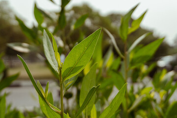 Close up of green leaves plant nature foliage growth botanical garden flora
