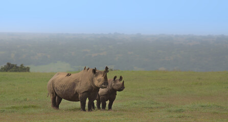 side profile of a mother black rhino and her baby standing alert with oxpeckers on her back in the wild savannah of solio game reserve, kenya © Nirav Shah