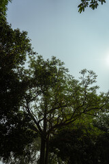 A serene view of trees and greenery in a park, with a clear sky and peaceful atmosphere