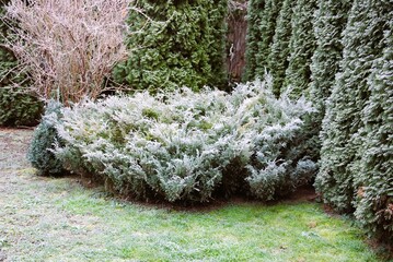 A beautiful sight in the morning of a frosty juniper covered with frost.