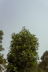 A serene view of trees and greenery in a park, with a clear sky and peaceful atmosphere