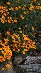 Yellow flowers on the hillside