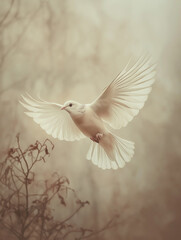 Graceful dove in flight against warm, foggy sky