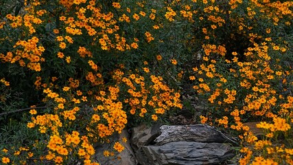 Yellow flowers on the hillside