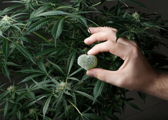 CBD and THC Jelly in hand on the background of flowering cannabis bushes. Marijuana food concept