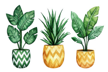 Three vibrant potted plants featuring lush green leaves in decorative zigzag-patterned pots.
