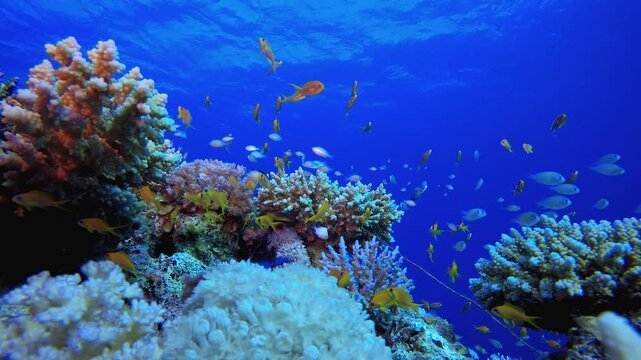 Tropical Underwater Colourful Reef. Tropical underwater sea fish. Colourful tropical coral reef. Scene reef. Marine life sea world. Underwater fish reef marine.