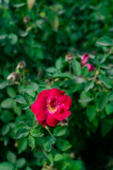Red rose flower bloom garden nature plant floral beauty blossom petals love
