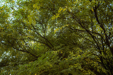 Looking up at green leaves and tree branches in a forest canopy view image