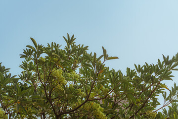 A serene view of trees and greenery in a park, with a clear sky and peaceful atmosphere